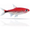 Aquascaperi Axelrodia kolumbijská - Axelrodia / riesei