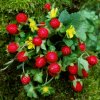 Jahody indické Tutti Frutti - Duchesnea indica - semená jahody - 15 ks ​
