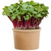 TINY GREENS Redkvička Rubín - BIO semienka na klíčenie a microgreens
