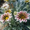Gazánia Frosty Kiss White Flame - Gazania rigens - semená - 12 ks