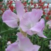 Hrachor Winter Sunshine - Lathyrus odoratus - semená - 12 ks