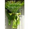 Growing Staghorns from Spore (Wayne Boyce)(Brožovaná)