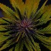 Élite Seeds - Dark Rose Auto CBD 3 ks - Semená neobsahujú THC