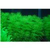 Aqua-art Bacopa myriophylloides /in Vitro Aqua art/