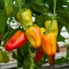 Paprika Amy - Capsicum annuum - predaj semien papriky - 50 ks