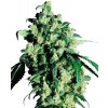 Sensi Seeds Super Skunk regular semena neobsahují THC 10 ks