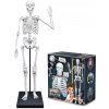 Buki France Ľudská kostra 85cm Stav tovaru: Nový