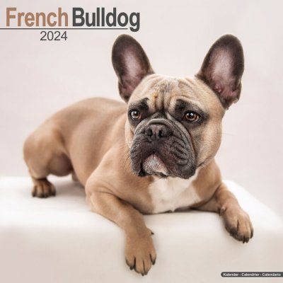 French Bulldog Französische Bulldoggen 16-Monats 2024