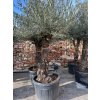 AKCIA Olea europaea, výška s kvetináčom 250-290cm (Výška kmeňa 130/135cm, hrúbka kmeňa 65/75cm)