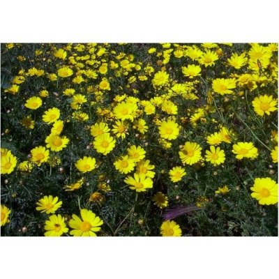 Chryzantéma jedlá - semená Chryzantémy - Chrysanthemum coronarium - 0,9 gr  od 1,23 € - Heureka.sk