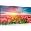 Dreamvido Obraz východ slnka nad lúkou s tulipánmi Varianta: 90x60