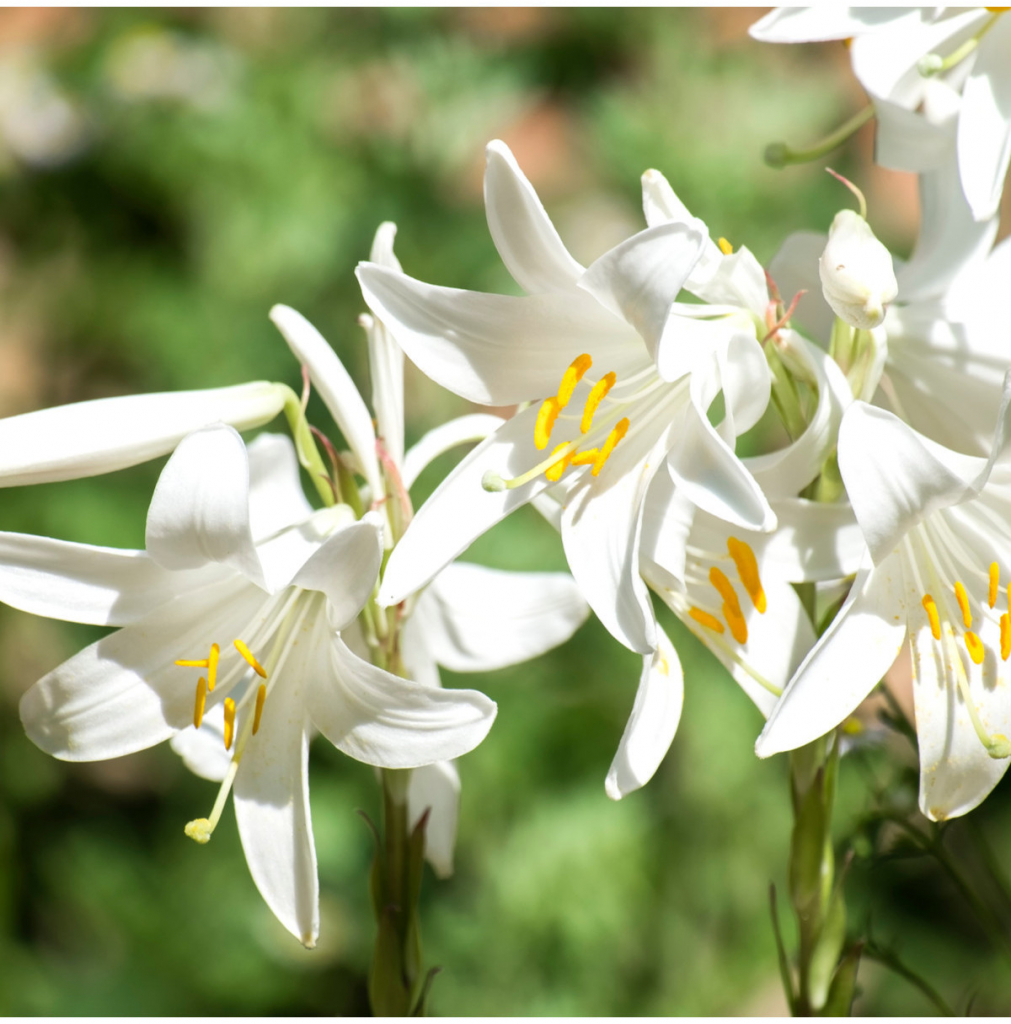 Ľalia biela liečivá - Lilium candidum - predaj cibuľovín - 1 ks