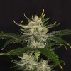 Kannabia Seeds - Gorilla King Auto 100 ks - Semená neobsahujú THC