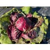 ReinSaat Radicchio 
