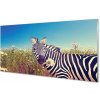 Sklenený obraz zebra kvety 100x50 cm
