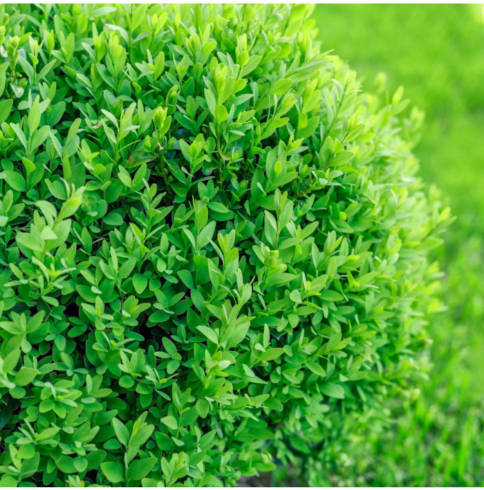 Krušpán vždyzelený - Buxus sempervirens - semená krušpánu - 10 ks