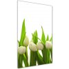 Vertikálny foto obraz akryl do obývačky Biele tulipány 50x100 cm