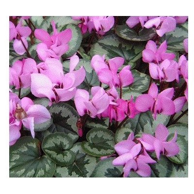 Cyklámen - cyclamen coum - cibuľky cyklámenu - 1 ks od 2,72 € - Heureka.sk