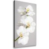Vertikálny foto obraz na plátne Biela orchidea 50x100 cm