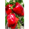 Paprika Roberta F1 - Capsicum annuum - semiačka - 6 ks