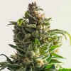 Kera Seeds - Crazy Bud Auto 1 ks - Semená neobsahujú THC