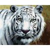 Zuty – Maľovanie podľa čísel – Biely tiger pohľad portrét (D. Rusty Rust), 40 × 50 cm, plátno + rám 8596530187813