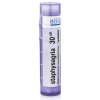 Staphysagria gra.1 x 4 g 30CH