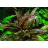 Cryptocoryne walkerii (Košíčková Holandsko Ø 5,5 cm)