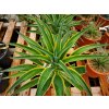 Agave DESMETIANA VARIEGATA 20-40 cm, kont. 7,5 l