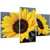 Obraz slnečnica (Obraz 90x60cm)
