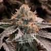 Blimburn Seeds Feminizované semená Cannabis Seeds Gator Breath 9 ks