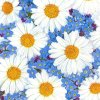 MAKI SLWI 007001 Daisies & Forget-me-nots, servítky 33x33cm, 3-vrstvové (20ks)