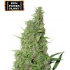Seedstockers - BCN Power Plant 5 ks - Semená neobsahujú THC