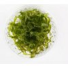 Monoselenium tenerum - Pelia moss