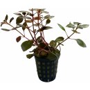 Ludwigia sp. Mini Super Red