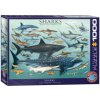 Puzzle 1000 Sharks 6000-0079 (Puzzle)