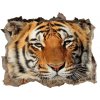 Díra 3D foto tapeta nálepka Tiger bengálsky 95x64 cm