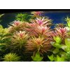 AQZ Limnophila aromatica Rastliny: /in-Vitro LAB Ø 7 cm/