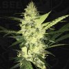 T.H.Seeds™ Cannabis Seeds La SAGE™, rôzne balenia, feminizované 2 ks