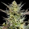 Philosopher Seeds - Fruity Jack (Jack El Frutero) 3 ks - Semená neobsahujú THC