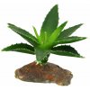 Lucky Reptile-Sukulenty Agave malé, cca 10 cm