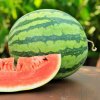 Melón vodný Nanoor F1 - Citrullus lanatus - semená melónu - 6 ks