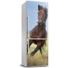 Foto tapeta na chladničku Kôň na poli 60x180 cm