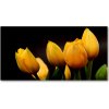 Foto obraz sklo tvrzené žlté tulipány 100x50 cm