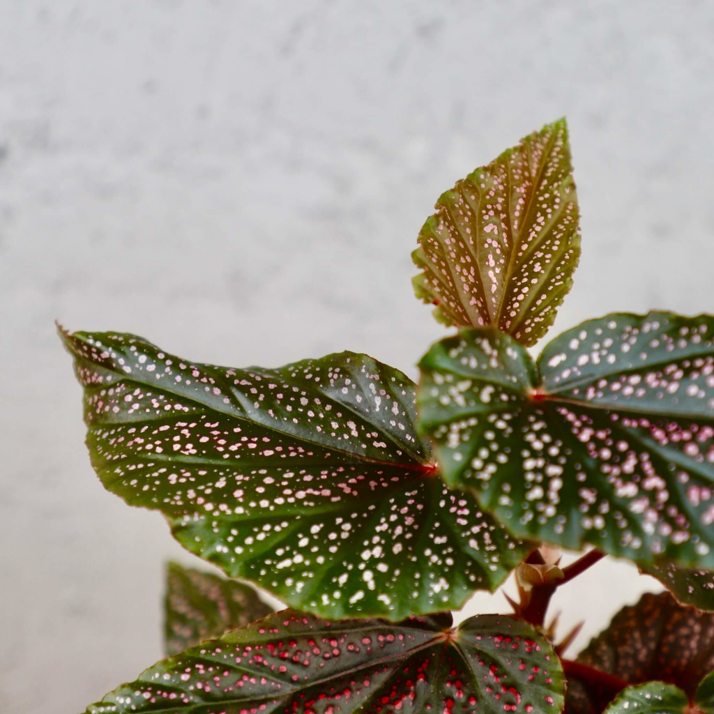 Begonia Maculata Pink spot baby 10 cm