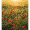 Komar Vliesová fototapeta Poppy World 250 x 280 cm