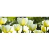 Dimex fototapeta Biele tulipány M-431 | 330 x 110 cm (Vliesová fototapeta | lepidlo zdarma)