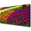 Obraz na plátne Tulipány kvety 100x50 cm
