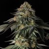 Silent Seeds Feminizované semená kanabisu Rainbow Gas 5 ks