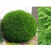 Tuja západná Globosa 10-20cm - Thuja occidentalis kont. 2 l